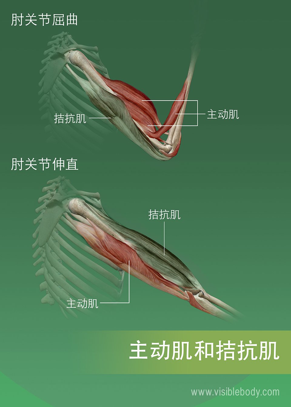 激动肌、拮抗肌和协同肌